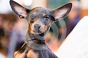 Thoroughbred beautiful English Toy Terrier dog