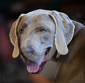 thoroughbred beautiful English Toy Terrier dog