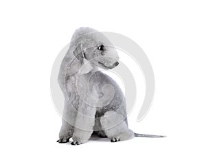 A thoroughbred Bedlington Terrier dog sitting in the studio over white