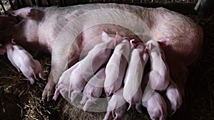 Thoroughbred big pig lying on straw and feeding piglets milk.