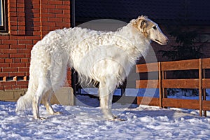 Thoroughbred borzoi dog