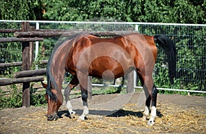 Thoroughbred brood horse in paddock