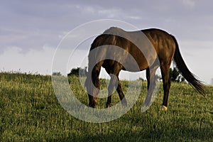 Thoroughbred broodmare grazing