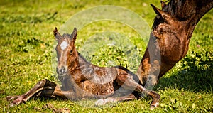 Thoroughbred broodmare greeting her newborn foal