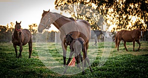 Thoroughbred broodmare guarding her newborn foal