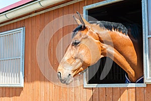 Thoroughbred chestnut color horse portrait. Outdoors image.