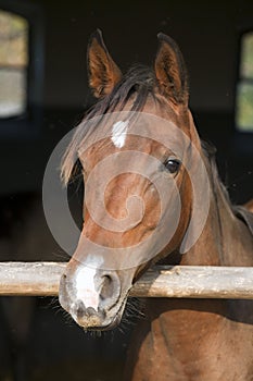 Thoroughbred chestnut saddle horse in the barn