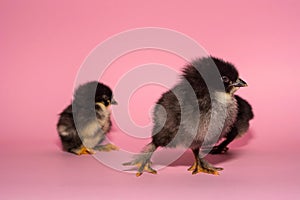 Thoroughbred chick posing with his brothers on a pink background