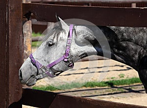 Thoroughbred dapple grey horse against corral al