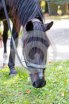 A thoroughbred dark brown horse is grazing in the park on the grass. Horse head close-up