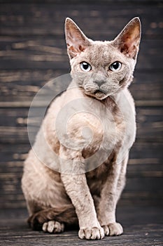 Thoroughbred devonrex cat. Animal, cat and pet concept