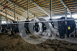 Thoroughbred diary cows in modern free livestock stall