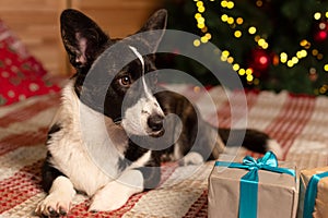 Thoroughbred dog at the Christmas tree. Welsh corgi Pembroke. Pets. Christmas and New Year`s Eve