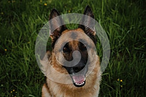 A thoroughbred dog in park sitting and smiling. Portrait of German shepherd of black and red color close-up on background of green