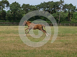 Thoroughbred Foal