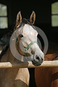 Thoroughbred foal looking over the stable door