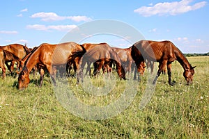 Thoroughbred gidran foals and mares grazing peaceful together on meadow