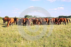 Thoroughbred gidran foals and mares grazing peaceful together on pasture