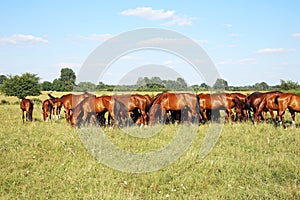 Thoroughbred gidran horses eating fresh greengrass on the hungarian meadow