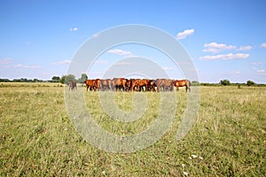 Thoroughbred gidran horses eating fresh greengrass on the hungarian meadow