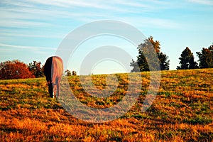 A thoroughbred grazes in a meadow in autumn