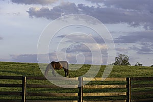 Thoroughbred grazing in KY bluegrass region