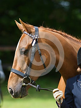 Thoroughbred Head Shot