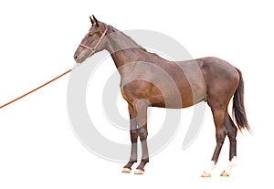 Thoroughbred horse photo