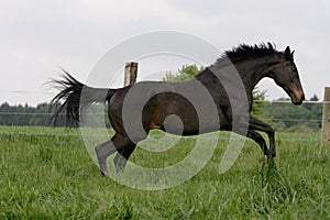 Thoroughbred horse