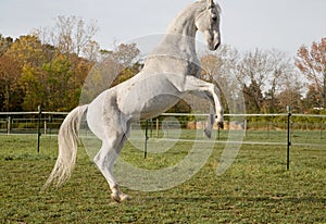 Thoroughbred Horse