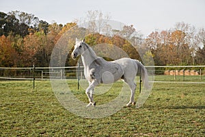 Thoroughbred Horse