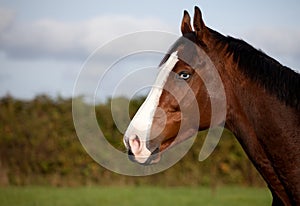 Thoroughbred horse with a blue eye.