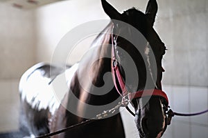 Thoroughbred horse on bridle standing in stable