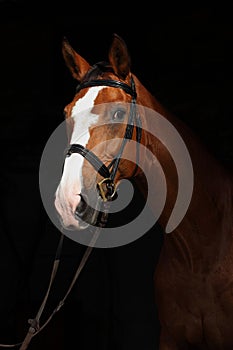 Thoroughbred horse in dark stable doorway background