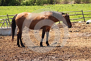 thoroughbred horse - darkish brown coat, black mane, black tail, (Millbury Sutton Ma)