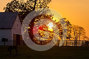 Thoroughbred Horse Farm - Bluegrass - Central Kentucky