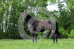 Thoroughbred horse in a farmers pasture