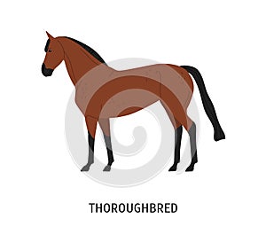 Thoroughbred horse flat vector illustration. Beautiful brown racehorse for equestrian sport isolated on white background