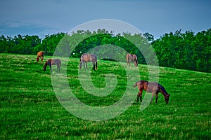 Thoroughbred horse gazing in a field at dusk