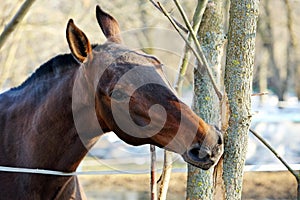 Thoroughbred horse gnaws a tree branch in spring photo