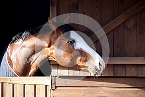 Thoroughbred horse looking out of stable.