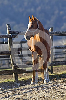 Thoroughbred horse looking over wooden corral fence