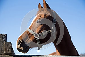 Thoroughbred horse looking over wooden corral fence