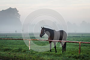 Thoroughbred horse on pasture in foggy morning