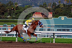 Thoroughbred Horse Racing