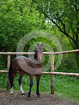 Thoroughbred horse runs in farm