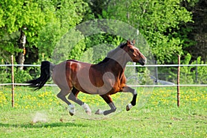 Thoroughbred horse runs in farm