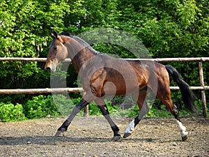 Thoroughbred horse runs in farm