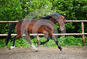 Thoroughbred horse runs in farm