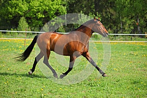 Thoroughbred horse runs on a green meadow